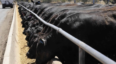 Los feedlots profesionales también aumentan la ocupación
