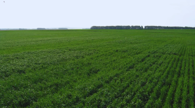 La nutrición impacta en el rendimiento y en la calidad del grano