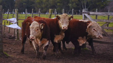 Toros Hereford a prueba: evalúan su desempeño en sistemas pastoriles
