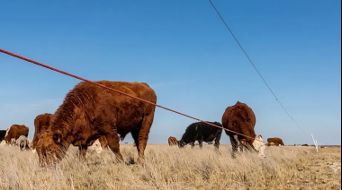El sistema con que un productor ganadero «duplicó» su campo en la puerta de entrada a la Patagonia