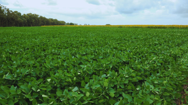 El Niño abre una ventana de alta producción para el agro argentino
