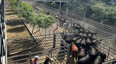 Vacunos: comenzó la semana con alzas en el Mercado Agroganadero de Cañuelas