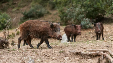 Carne de jabalí en Río Negro: qué cambia con el proyecto que busca abrir un nuevo mercado en la Patagonia