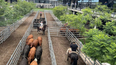 Vacunos: comenzó la semana con subas en el Mercado Agroganadero de Cañuelas