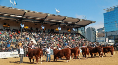 Hereford palpita Palermo 2026: La raza sin fronteras