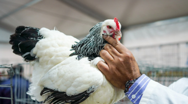 Luego de cuatro años sin participar, las aves regresaron a Palermo: “Le dan color y sonido al pabellón”