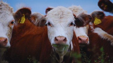 El INTA lleva a La Rural una agenda ganadera centrada en la innovación