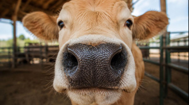 ID Animal: la startup que transforma la huella del morro bovino en garantía financiera
