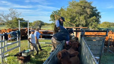 Ruralistas rechazaron el nuevo sistema de trazabilidad veterinaria del Senasa