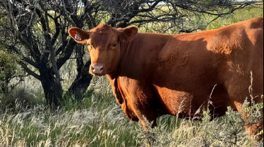 Ganadería en la Patagonia: cómo la producción se convierte en resultados económicos