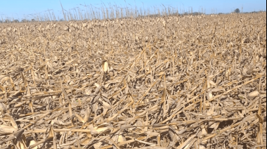 La demora en la cosecha de maíz tuvo su peor consecuencia: muchos lotes perdidos por los vientos