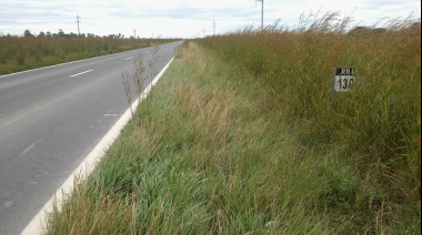 La soja vuelve al costado de las rutas?: dos proyectos en el Congreso buscan rehabilitar esas siembras