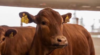 Del ojo del jurado al frigorífico: el Block Test que busca medir la calidad de la carne