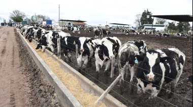 El Ipcva mostró cómo transformar el macho Holando en un negocio rentable para los tambos