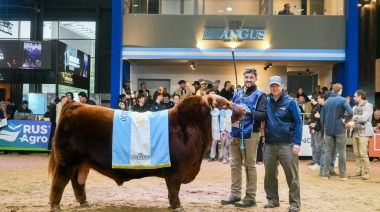 Histórico: Se vendió el 50 por ciento de un toro Angus en 300 millones de pesos