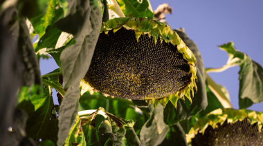 El agro se acercó a los US$32.000 millones y estos fueron los sectores que más crecieron