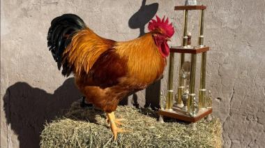 FINALIZÓ LA 151° EXPOSICIÓN DE AVES Y CONEJOS DE BAHÍA BLANCA