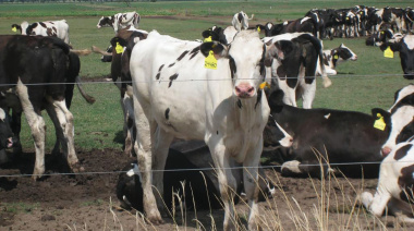 Diarrea Viral Bovina: cómo la sanidad puede impactar en la productividad