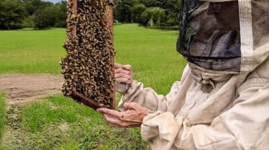 Alertan sobre la necesidad de fortalecer la vigilancia sanitaria de las abejas