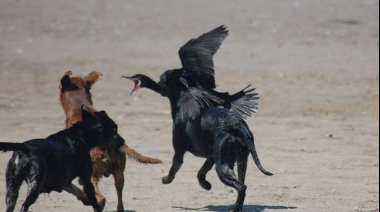 Lobos: el comportamiento depredador del perro salvaje que amenaza la ganadería en Patagonia