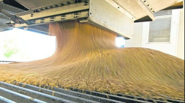 Fuertes subas en la producción, el comercio y el consumo mundial impulsan las perspectivas de la nueva campaña girasolera
