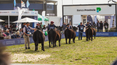 Cuenta regresiva para la Semana Angus de Primavera: lo mejor de la ganadería nacional estará en Cañuelas