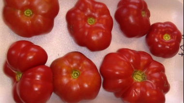 Recuperan casi 200 variedades criollas de tomate que estaban en bancos de germoplasma del exterior