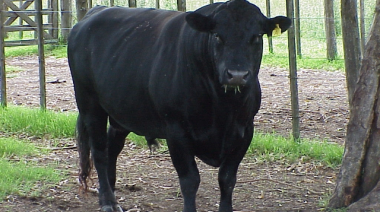Desarrollo Agrario recuerda testear la sanidad los reproductores frente a la cercanía del período de entore de la vacas