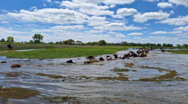 Corrientes: la crecida del Paraná obliga a evacuar casi 60.000 vacunos de las islas