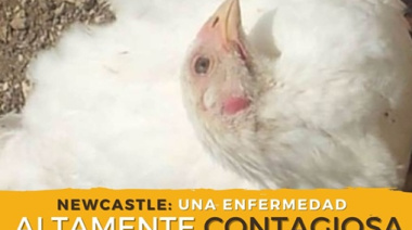 Newcastle en Brasil: Argentina restringió las importaciones aviares de una zona afectada