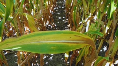 Cómo aprovechar la lluvia para potenciar los rindes