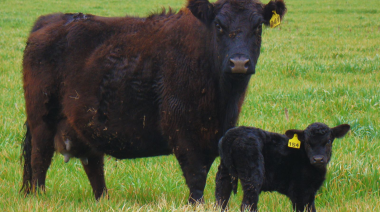 La nutrición de la vaca puede definir el futuro productivo del ternero