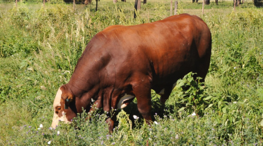 El INTA amplía la evaluación del bienestar animal en bovinos