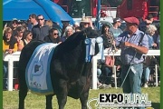 EXPO RURAL DE CORONEL SUAREZ 2024: El Gran Campeón Macho en Angus y Hereford fue para "La Tigra"