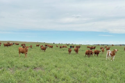 Implantación de pasturas: lo que hay que saber