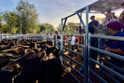 El primer remate de Terneras Angus Certificadas logró precios espectaculares
