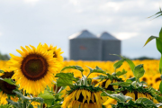 Girasol, el cultivo estrella 2024/25: la cosecha crece 30% y es la mayor en 25 años