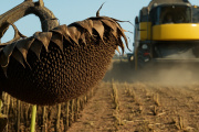 Cierre campaña de girasol 24/25