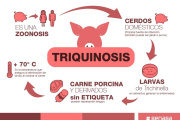 Claves para prevenir la triquinosis en la producción y el consumo de alimentos