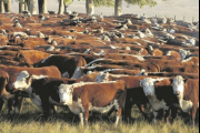 De la Garma: Productor agropecuario denunció el faltante de 57 vacunos de su campo