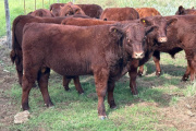 La raza bovina que resurge en Argentina y se presentará en sociedad en La Rural 2025: Devon.