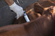Voces a favor, en contra e intermedias sobre la desregulación de la vacuna antiaftosa y otros productos veterinarios importados