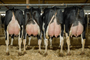 La vaca del futuro: El colombiano Juan Moreno, una estrella de la genética bovina global, alienta a tomar mejores decisiones desde la próxima inseminación