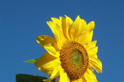 El girasol rinde más cuando se siembra en octubre