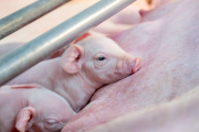 Carne de cerdo: importaciones, una receta cara y sin resultados