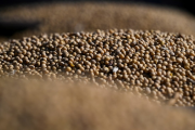 La oportunidad del agro: qué debe hacer Argentina para reducir la brecha con Brasil y Estados Unidos para 2035