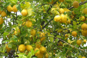 Argentina exportará limones frescos a Chile