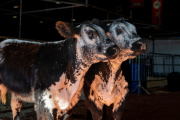 Expectativa por una nueva raza bovina que entusiasma a los productores ganaderos