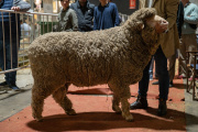 Una cabaña centenaria trajo sus ovinos merinos a la Expo Rural