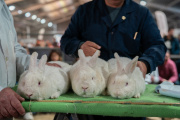 Por su calidad, los conejos se lucieron en el sector de granja de la Expo Rural 2025